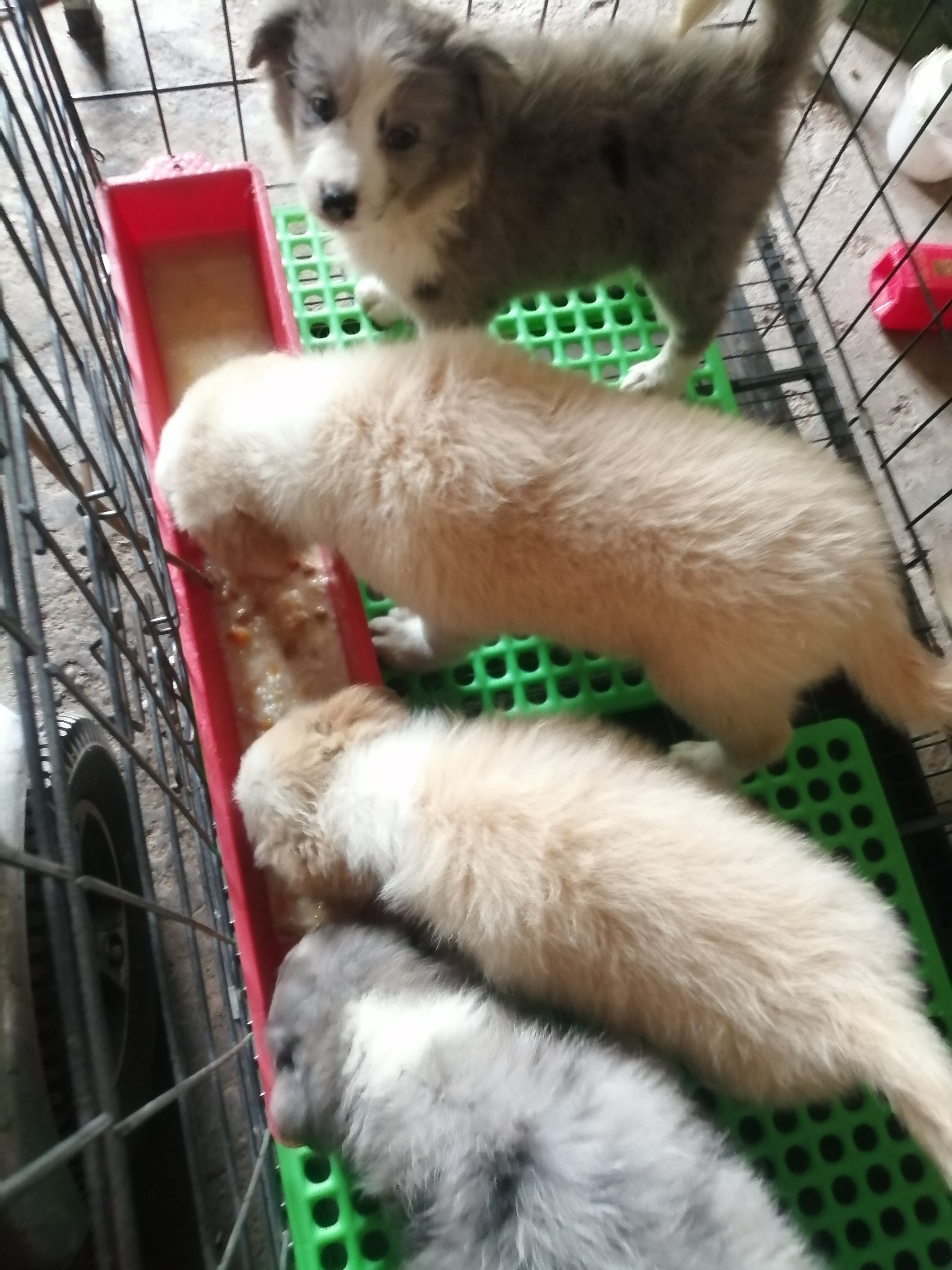 大骨架极品边牧幼犬两个月，包活包健康，3个月犬瘟细小